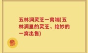 五林洞灵芝一窝端(五林洞里的灵芝，绝妙的一窝出售)