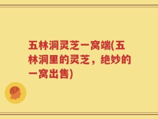 五林洞灵芝一窝端(五林洞里的灵芝，绝妙的一窝出售)