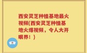西安灵芝种植基地最火视频(西安灵芝种植基地火爆视频，令人大开眼界！)