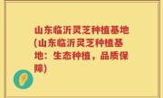 山东临沂灵芝种植基地(山东临沂灵芝种植基地：生态种植，品质保障)
