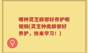 哪种灵芝辟邪好养护呢视频(灵芝种类辟邪好养护，快来学习！)