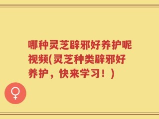 哪种灵芝辟邪好养护呢视频(灵芝种类辟邪好养护，快来学习！)
