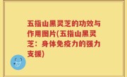 五指山黑灵芝的功效与作用图片(五指山黑灵芝：身体免疫力的强力支援)