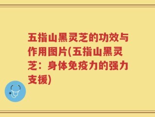 五指山黑灵芝的功效与作用图片(五指山黑灵芝：身体免疫力的强力支援)