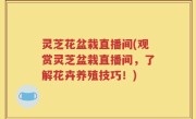 灵芝花盆栽直播间(观赏灵芝盆栽直播间，了解花卉养殖技巧！)