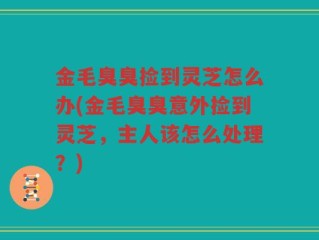 金毛臭臭捡到灵芝怎么办(金毛臭臭意外捡到灵芝，主人该怎么处理？)