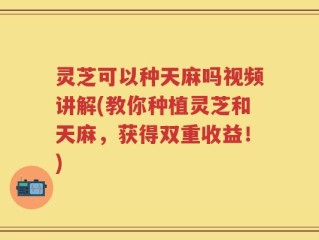灵芝可以种天麻吗视频讲解(教你种植灵芝和天麻，获得双重收益！)
