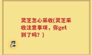 灵芝怎心采收(灵芝采收注意事项，你get到了吗？)