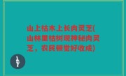 山上枯木上长肉灵芝(山林里枯树现神秘肉灵芝，农民顿觉好收成)