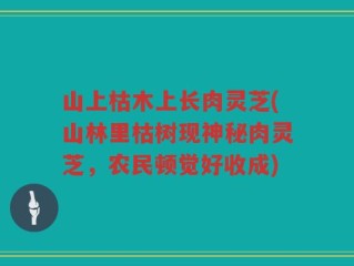 山上枯木上长肉灵芝(山林里枯树现神秘肉灵芝，农民顿觉好收成)