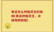 黄泥怎么种植灵芝的视频(黄泥种植灵芝，详细视频教程)