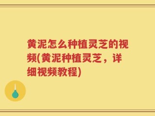 黄泥怎么种植灵芝的视频(黄泥种植灵芝，详细视频教程)