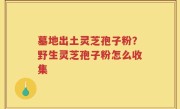 墓地出土灵芝孢子粉？野生灵芝孢子粉怎么收集