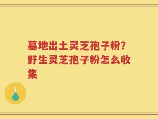 墓地出土灵芝孢子粉？野生灵芝孢子粉怎么收集