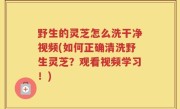 野生的灵芝怎么洗干净视频(如何正确清洗野生灵芝？观看视频学习！)