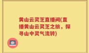 黄山云灵芝直播间(直播黄山云灵芝之旅，探寻山中灵气流转)