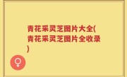 青花采灵芝图片大全(青花采灵芝图片全收录)