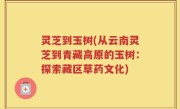 灵芝到玉树(从云南灵芝到青藏高原的玉树：探索藏区草药文化)