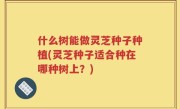 什么树能做灵芝种子种植(灵芝种子适合种在哪种树上？)
