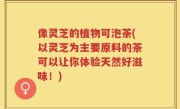 像灵芝的植物可泡茶(以灵芝为主要原料的茶可以让你体验天然好滋味！)