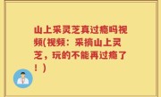 山上采灵芝真过瘾吗视频(视频：采摘山上灵芝，玩的不能再过瘾了！)