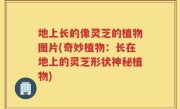 地上长的像灵芝的植物图片(奇妙植物：长在地上的灵芝形状神秘植物)