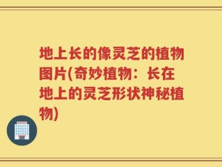 地上长的像灵芝的植物图片(奇妙植物：长在地上的灵芝形状神秘植物)
