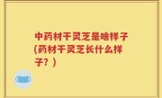 中药材干灵芝是啥样子(药材干灵芝长什么样子？)