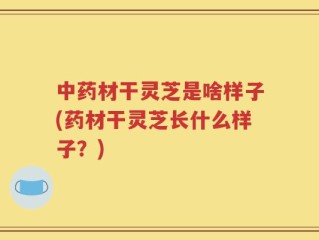 中药材干灵芝是啥样子(药材干灵芝长什么样子？)