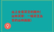 山上全是灵芝的图片(山林灵草：一幅灵芝丛生的山林画面)