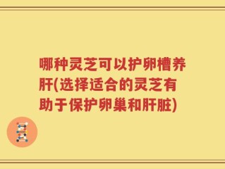 哪种灵芝可以护卵槽养肝(选择适合的灵芝有助于保护卵巢和肝脏)