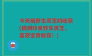 今天摘野生灵芝的收获(摘到珍贵野生灵芝，喜获宝贵收获！)