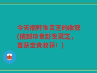 今天摘野生灵芝的收获(摘到珍贵野生灵芝，喜获宝贵收获！)