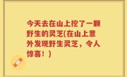 今天去在山上挖了一颗野生的灵芝(在山上意外发现野生灵芝，令人惊喜！)