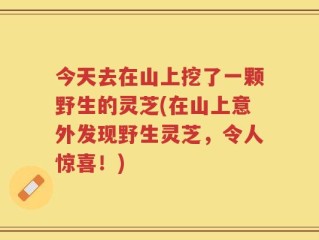 今天去在山上挖了一颗野生的灵芝(在山上意外发现野生灵芝，令人惊喜！)