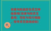 安康旬阳县野生灵芝种植基地(安康旬阳灵芝基地：传统与现代相融，探寻灵芝栽培经验)