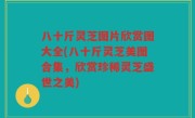 八十斤灵芝图片欣赏图大全(八十斤灵芝美图合集，欣赏珍稀灵芝盛世之美)
