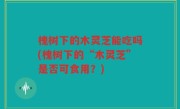 槐树下的木灵芝能吃吗(槐树下的“木灵芝”是否可食用？)