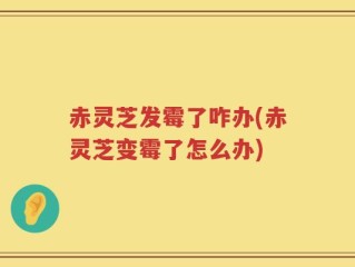 赤灵芝发霉了咋办(赤灵芝变霉了怎么办)