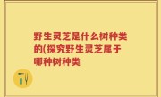 野生灵芝是什么树种类的(探究野生灵芝属于哪种树种类
