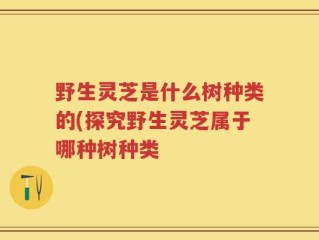 野生灵芝是什么树种类的(探究野生灵芝属于哪种树种类