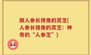 跟人参长得像的灵芝(人参长得像的灵芝：神奇的“人参芝”)