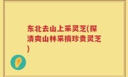 东北去山上采灵芝(探清爽山林采摘珍贵灵芝)