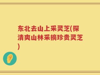 东北去山上采灵芝(探清爽山林采摘珍贵灵芝)
