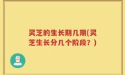 灵芝的生长期几期(灵芝生长分几个阶段？)