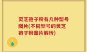 灵芝孢子粉有几种型号图片(不同型号的灵芝孢子粉图片解析)