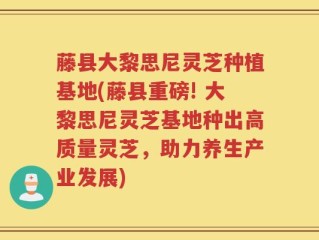 藤县大黎思尼灵芝种植基地(藤县重磅! 大黎思尼灵芝基地种出高质量灵芝，助力养生产业发展)