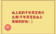 山上出的千年灵芝有什么用(千年灵芝在山上采摘的好处！)
