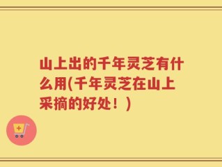 山上出的千年灵芝有什么用(千年灵芝在山上采摘的好处！)
