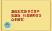洛南紫灵芝(紫灵芝产地洛南：珍贵草药吸引众多游客)